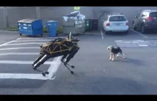 Alex the Dog vs Spot the Robot [Boston Dynamics]