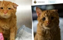 Najsmutniejszy kot w sieci znalazł dom