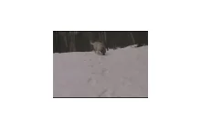 Zjeżdżające psy [GIF]