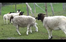 Owce czarnogłówki z jagniętami.