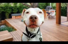 Funny Pitbull Compilation