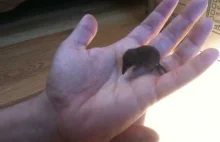 Ryjówka malutka. Jeden z dwóch najmniejszych ssaków na świecie.