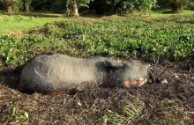 Kłusownicy zabili 87 słoni w pobliżu rezerwatu dzikiej przyrody w Botswanie.
