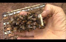 Zachowanie pszczół, które nie akceptują nowej królowej