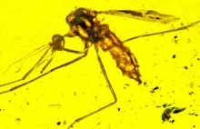 Komary roznosiły malarię już 100 milionów lat temu?