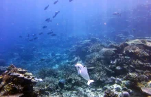 Realistyczna robo-ryba pomoże badaczom w obserwowaniu podwodnego życia