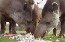 Mrówkojady, tapiry, czepiaki i kapibary - mieszkańcy Ameryki Południowej...