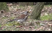 Udane polowanie Kwiczoła na dżdżownice.