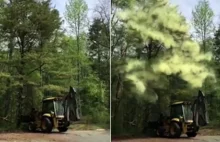 Drzewo eksplodowało pyłkiem. Od tego nagrania aż chce się kichnąć