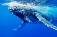 Ile są warte wymiociny wieloryba? Więcej niż się spodziewacie!