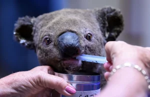 500mln zwierząt w tym 1/3 populacji Misiów Koala zginęła w pożarach w Australii.