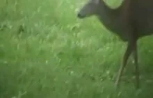 FILM pokazujący jelenia wyżerającego zawartość ptasić...