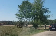 Grupa turystów wysiadła z auta w parku safari