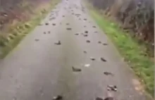 Na drodze w Walii znaleziono ok. 300 martwych ptaków