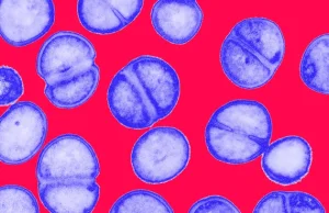 Antybiotyki niewidzialne dla bakterii - nowy sposób na oporność? [ENG]