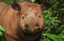 Nie udało się uratować ostatniego samca nosorożca sumatrzańskiego