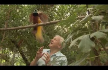 David Attenborough prezentuje rajskiego ptaka
