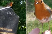 Na grób jej syna przylatuje mały ptak. Zwierzak szybko daje kobiecie znak...