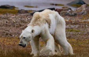 Obudźcie się! Przerażające obrazy "głodującego" niedźwiedzia polarnego -...