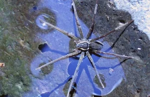 W Australii odkryto pająka, który pływa i łowi ryby