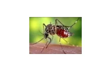 W Afryce znikają moskity odpowiedzialne za przenoszenie malarii.