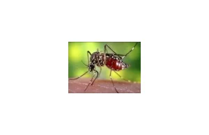 W Afryce znikają moskity odpowiedzialne za przenoszenie malarii.