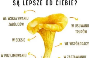 W czym grzyby są lepsze od ciebie? Nie tylko w smaku