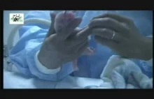 Film przedstawiający narodziny małej pandy.