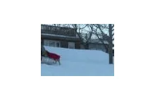 Pies który uwielbia zimę [GIF]