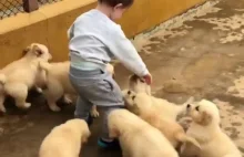 psy atakują dzieciaka