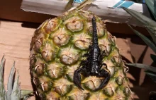 Skorpion znaleziony w jednym z marketów.