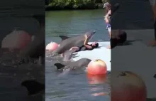 Napalony delfin