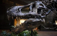 Handel dinozaurami – do kogo należą dinozaury?