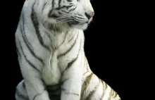 Biały tygrys zastrzelony w Gruzji