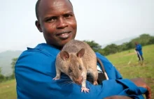 "Szczury saperskie" - w Mozambiku od 2006 roku znalazły 2406 min i 992 bomby