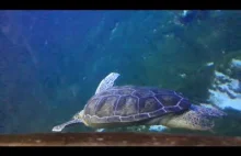 Żółw w morzu