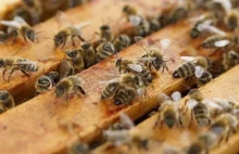Gdynia chce więcej pszczół i zmienia przepisy.