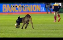 Pies policyjny wbiegł podczas meczu na boisko i ukradł piłkę