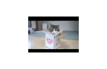 Najnowsze perypetie najbystrzejszego kota na youtube
