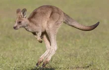Pod Elblągiem jak w Australii. Dwa kangury zginęły na drodze