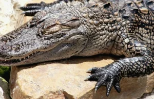 Nastolatek poświęcił rękę, by uciec aligatorowi