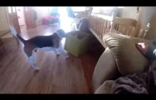 Pies przeprasza dziecko za kradzież jego zabawki.