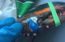 Wyłowiono homara z tatuażem 'Pepsi' na szczypcach.