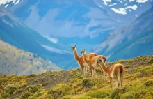Trekking po magicznej Patagonii i chilijska wyspa pingwinów.