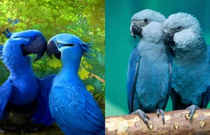 Pamiętacie niebieskie papugi z filmu "Rio"? Właśnie wymarły (╯︵╰,)