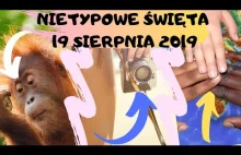 19 sierpnia 2019 | Nietypowe święta /dni na dziś: Dzień Orangutana,...