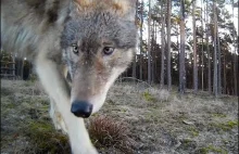 Niesamowite ujęcie Wilków. Kolejny piękny film Pana Marcina!