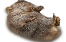 Wombaty stawiają kwadratowe kupy ! [eng]