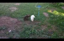 Młody kociak bawi się z króliczkiem.