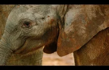 Stado słoni świętuje nowo narodzonego słonika | BBC Earth
